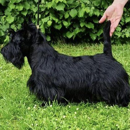 BlackThistle.dk – Skotsk Terrier Kennel – siden af Skotske Terrier